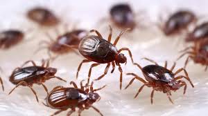 مكافحة البراغيث والقراد